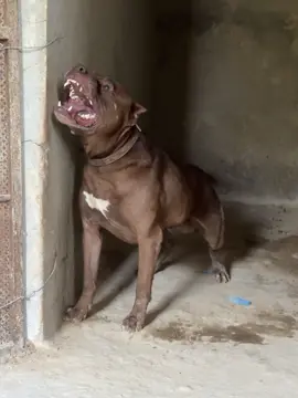 #المغرب🇲🇦تونس🇹🇳الجزائر🇩🇿 #ليبيا🇱🇾 #tunisia🇹🇳 #pitbullsoftiktok #pitbulldogsarefamily🐶❤ #pitbull #apbt_game_dog #