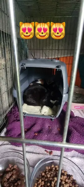 😻😻😻What shall I call them?! 3 new additions to the family today, and I'd love name suggestions! Please comment with any ideas! So far I'm thinking Miso, Koji and Soy, what do you think? I went to adopt 2 feral cats, but 3 were curled up together in a cage, so I got persuaded to have a bonus moggie! Thanks universe! They're totally wild, and have had no human interaction beyond being trapped, but I hope with a lot of love, and patience, I can eventually win them over, and one day manage to touch them, or in my wildest dreams get a cuddle!🥰 They're very sweet and I'm in love already! I'm hoping they will keep the rampant wild bunny population at bay, because they're decimating my fruit and veg patch, and annihilating my flowers! Here's hoping they're great hunters! I won't know for a while though, as I'm under strict instructions to keep them in this dog cage for up to 4 weeks, so they know this is their new loving home. Welcome to the family you gorgeous mogsters!🖤🖤🖤 #feral #feralcat #wildcat #wild #wildthing @New Start Cat Rescue One 