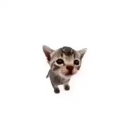 The story of Elgatitos life #fyp #elgatito #cat #foryou #meme 