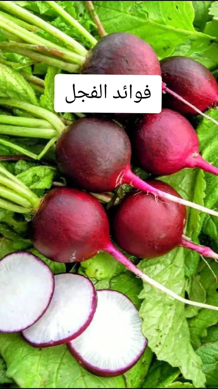 #doctor #foryoupage #fyp #الفجل #صحة_عامة #صحة_المرأة #اعشاب #علاج_طبيعي #فوائد #طبيب #دكتور #اللهم_صلي_على_نبينا_محمد 