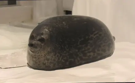 Yuki-chan just had a little gas oopsie #seal #fyp #sealtok #sealcore #foca #silly #cute #sealsoftiktok #sealsilly #sealife #cuteanimal #mecore #real #babyanimal 