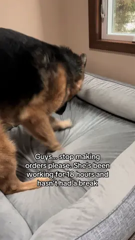 #dogsoftiktok #dogsoftiktokviral #dog #viral #fyp #foryoupage #germanshepherdsoftiktok #germanshepherds #germanshepherd 