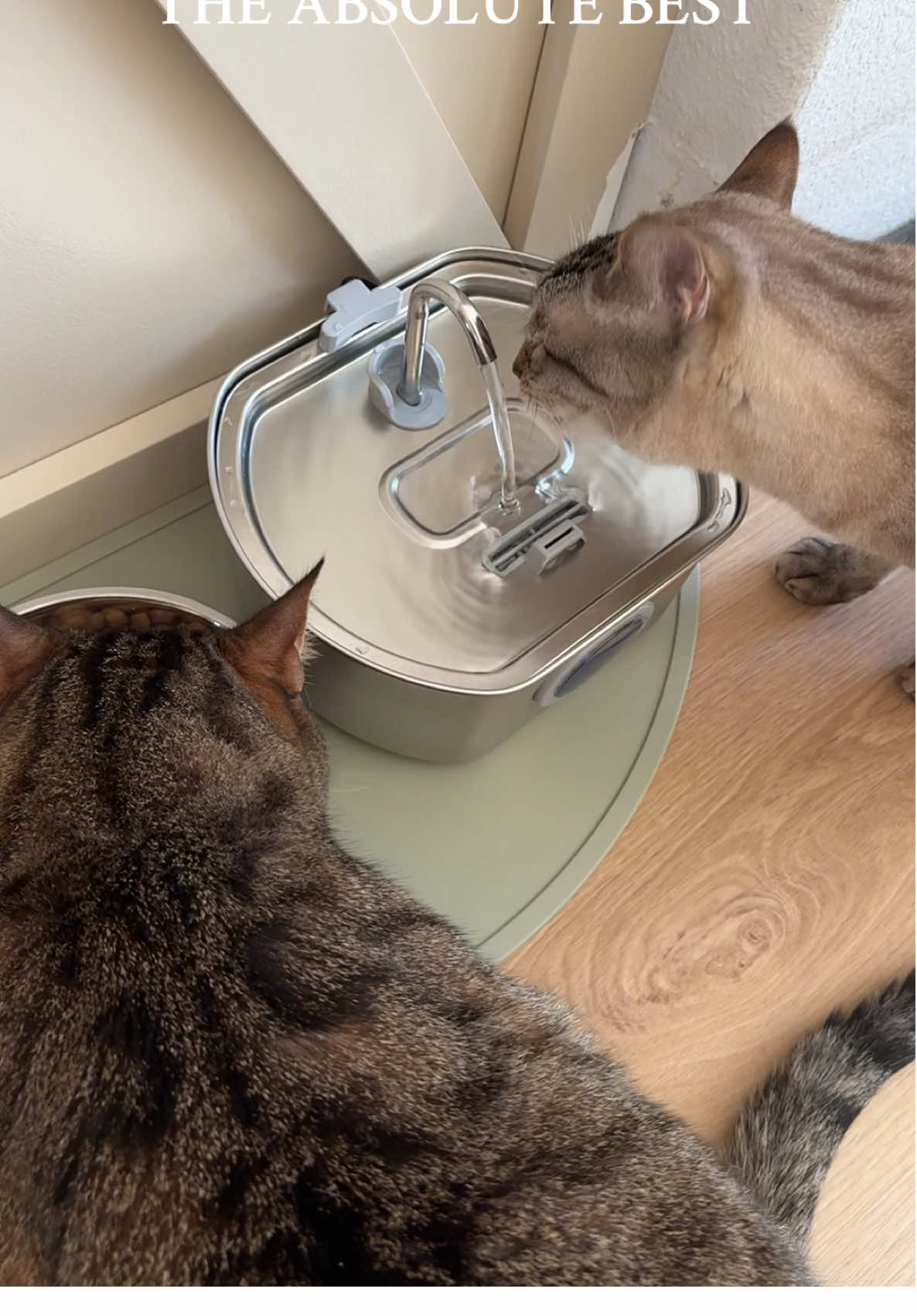 Upgraded our cats water bowl to this stainless steel water fountain! Who knew that cats prefer running water 😅 it stays cleaner for much longer, it’s super quiet, and has a little window to check on water levels! #petsofinstagram #catwaterfountain #petproducts #catproducts  stainless steel cat fountain, cat water fountain, pet water fountain, automatic cat water dispenser, cat drinking fountain, filtered cat water fountain, cat water bowl fountain, running water cat fountain, cat fountain for multiple cats #creatorsearchinsights 