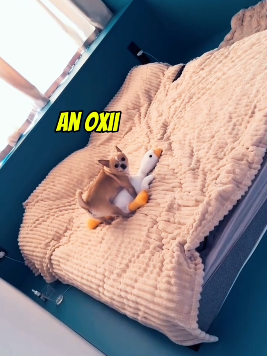 Sai da minha moto Dona 🤣🤣🤣🤣 . . . #funnycat #funnydog #dog #cat #funny #funnyvideos😂 