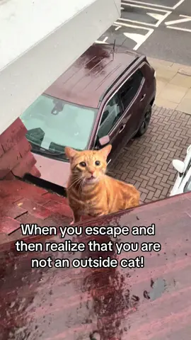#cats #fyp #cat #indoorcatoutside #indoorcats
