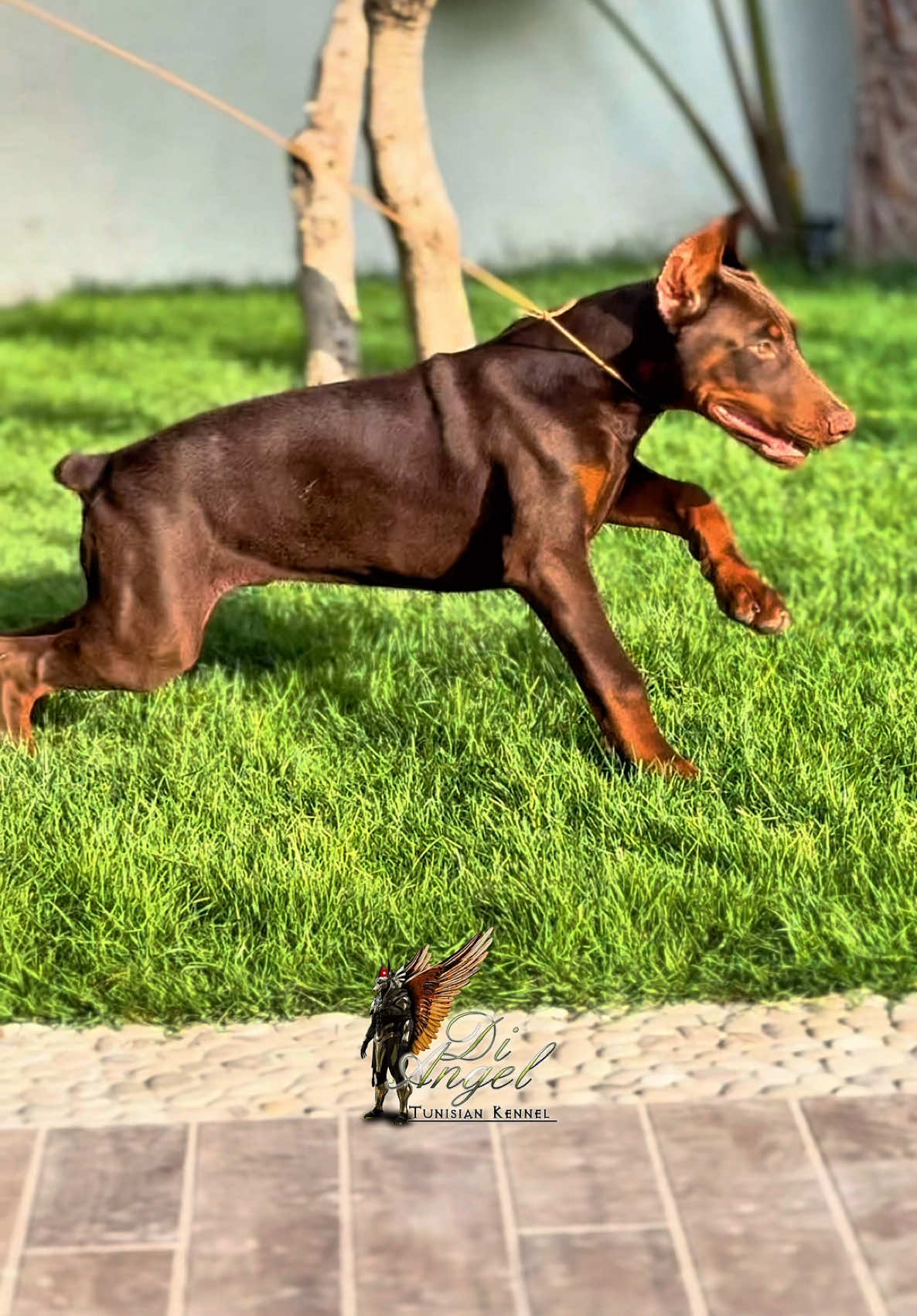Aidkom mabrouk  Doberman di angel kennel  4 mois ✌🏻🫶🏻👌🏼 #doberman #brown #tunisie #tunis #kennel #dogs #k9 #canin #puppy #chiot @🇹🇳Sayed.K9🇩🇿 @L A C A M O R A😡😡 @Mohamed Suissi @🎖️ Ghaith 🎖️ @Karim.K9🐕‍🦺🇩🇿🤞🇨🇵 @marwen 🇹🇳♥️ 