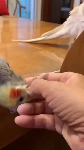 Cute jealous birds #birds #cockatiel #foryoupage #parrot #jealousbirds #cockatielsinging #foryoupage #viewsproblem #cockatielsoftiktok #cleverbirds #lovebird #birdsounds #growmyaccount #viewsproblem #buggie #pets #fyp #foryoupage #growmyaccount #viewsproblem #birds #cockatielsoftiktok #buggieman #birdsounds 