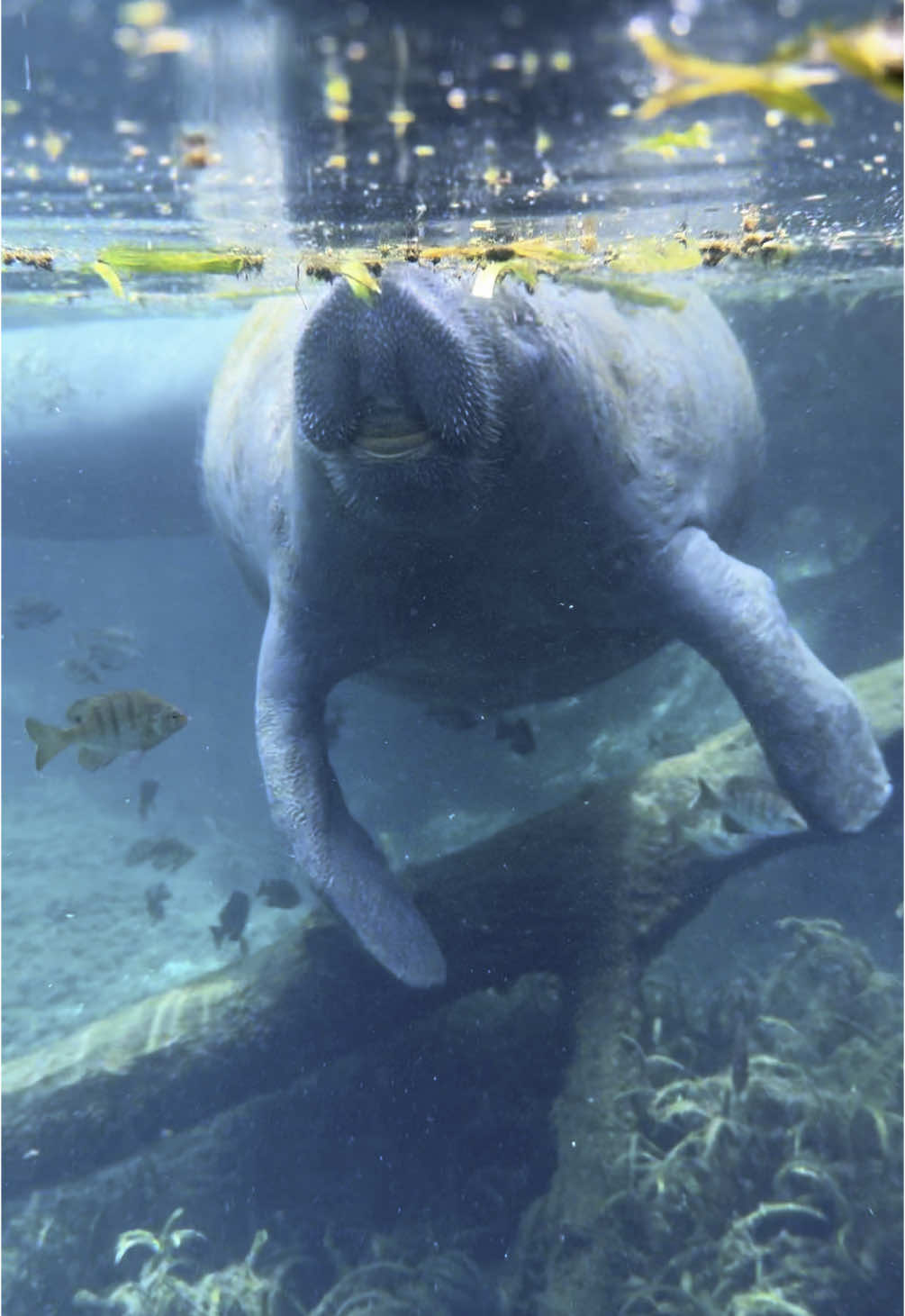 Just a couple of sweet lovers on a Saturday afternoon 😍😍😍 #manatees #underwater #wildlife #animals #animalsoftiktok #florida #kayak #river #manateetiktok #manatee #riverguide #tourguide #floridaspring #kayaktour 
