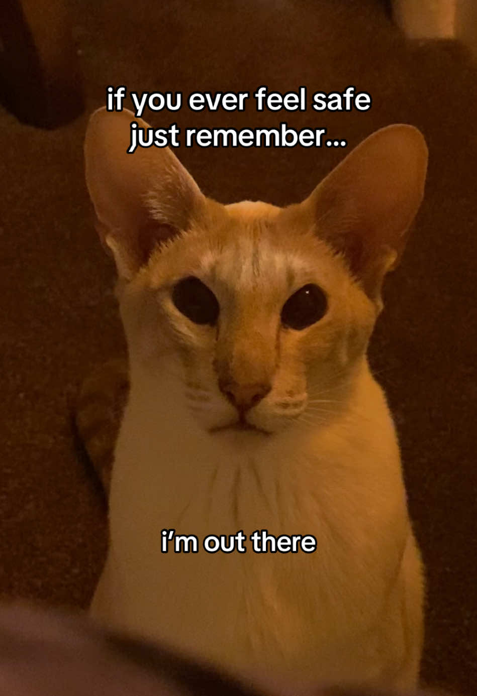 :) #siamese #orientalshorthair #siamesecat #cattok #catreels #orientalcat #aliencat #gnarpy #catmemes #viral #fyp #fyppp