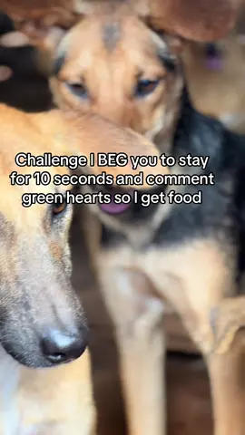 Please link in bio #animalsoftiktok #animallover 