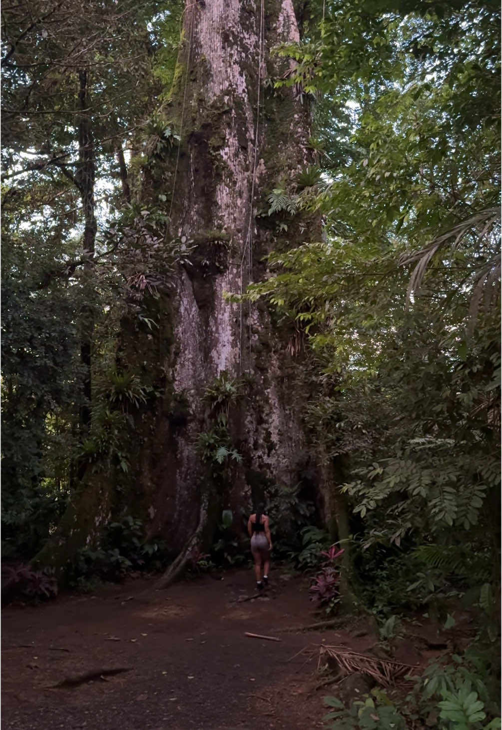 Look how tiny I am next to this Ceiba Tree 🪾 it’s almost 400 yrs old 🤯#ceibatree#costarica#explore#fyp 