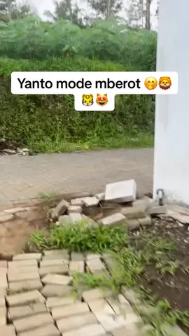#trending #berandatiktok #viraltiktok #kucingtiktok #fypage #fyppppppppppppppppppppppp #kucinggemoy #mberot 