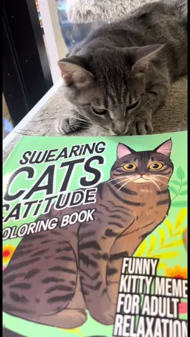 Swearing Cats #cattok #catmeme #cathumor #catmom #catdad #caturday #kitties 