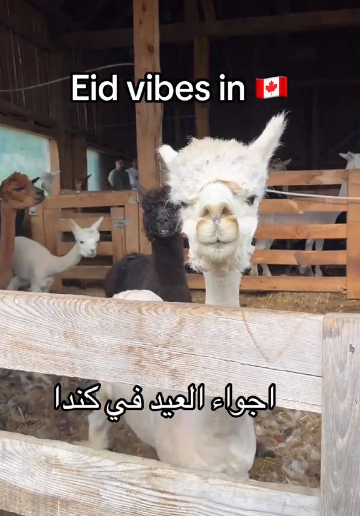 عيدك مبارك سعيد  #عيد_الاضحى #العيد_في_كندا #المغرب🇲🇦تونس🇹🇳الجزائر🇩🇿 #مغربية🇲🇦 #كندا🇨🇦 #كندا #canada_life🇨🇦 #canada🇨🇦 #canadatiktok #fyp 