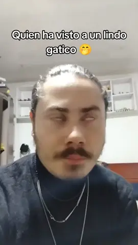Quien ha visto a un lindo gatico 🤭 #amor #lyrics_songs #hiphop #musica #fypp #fypシ゚ #fyp #foru #foryoupage #for #argentina #rap #trap #mujeres #mujer #ella #funny #humor 