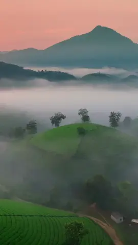 Tranquil morning at Long Cốc Tea hill in Vietnam  🇻🇳 #vietnam #longcoc #hanoi #saigon #mucangchai 