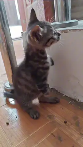 #cat #catsoftiktok #poorcat 