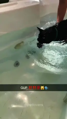 Cat vs bathtub #cat #catsoftiktok #pet #PetsOfTikTok #funnycat #funnypets #funnyanimals #catlover #fyp 