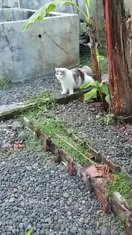 Grounding 😍 #kucinglucu #kucingtiktok #desa #kucingjawa  #persiancat #scotishfoldcat #nature #villagevibes 