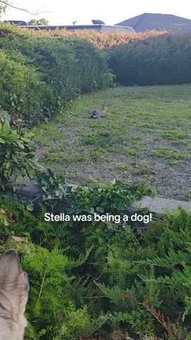 Good girl! Stella was dumped and left to die, she's not really a fan of being outside...but she likes her walks. She surprised me! #dogs #puppies #germansheperds #germanshepherdsoftitok #malinois #cutedogs #funnydogs #sillydogs #beggingdogs #sleepibgdogsdreaming #abuseddogs #abusednotbrokendogs #stopanimalabuse #fosterfaildogs #dogsinforeverhomes #dogsrestorefaithinhumanity #bestdoggoever #prosecuteanimalabusers #rescuedogs #lovedogs #cancerpatient #cmlsurvivor #leukemiapatientsurvivor #cancersucks #cancerpatientstrong #bigdogs #barkydogs #goldens #bigdigbigbite #protectiondogsoftiktok #lovemydiggo #gsdmom #genxmom #genxwife #genxgranny #STEMgirl #calculusismyhobby #rocketscientist #stephenkingbooks #rarestephenkingbooks #scareddogs #supportdogs #emotionalsupportdogs #realsupportdog #reactivedogs #DogTraining #paranormal #hauntedhouse #bestdogs #playfuldogs #workingdogs #genxcouple 