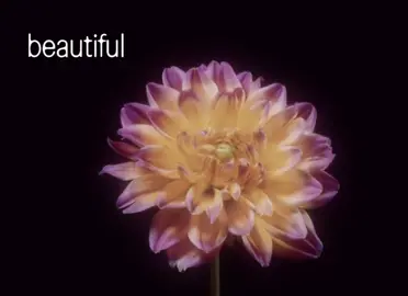 motion picture soundtrack (demo) - radiohead #radiohead #motionpicturesoundtrack #flowers #flowersblooming #edit #lyrics #song #songlyrics #music #arigsvfx #edit #capcut 