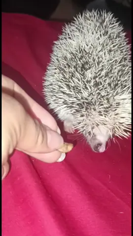Zhu comiéndose un snak #mascotas #erizoafricano 