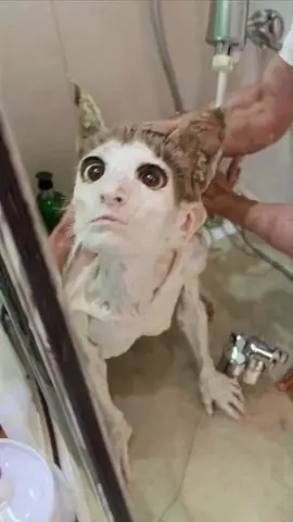 Washing my cat