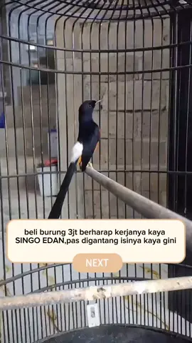 murai batu#muraibatu #muraibatuindonesia #muraibatumania #masteranburung  #kicaumania #kicaumaniaindonesia #singoedan #fyp #fypage #fyppppppppppppppppppppppp 