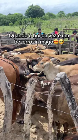 #vaquejada #clycinhavaqueira #vaqueirostatus 