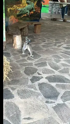 #madagascar #lemur #bioparqueestrella #baile #paratii #fyp 