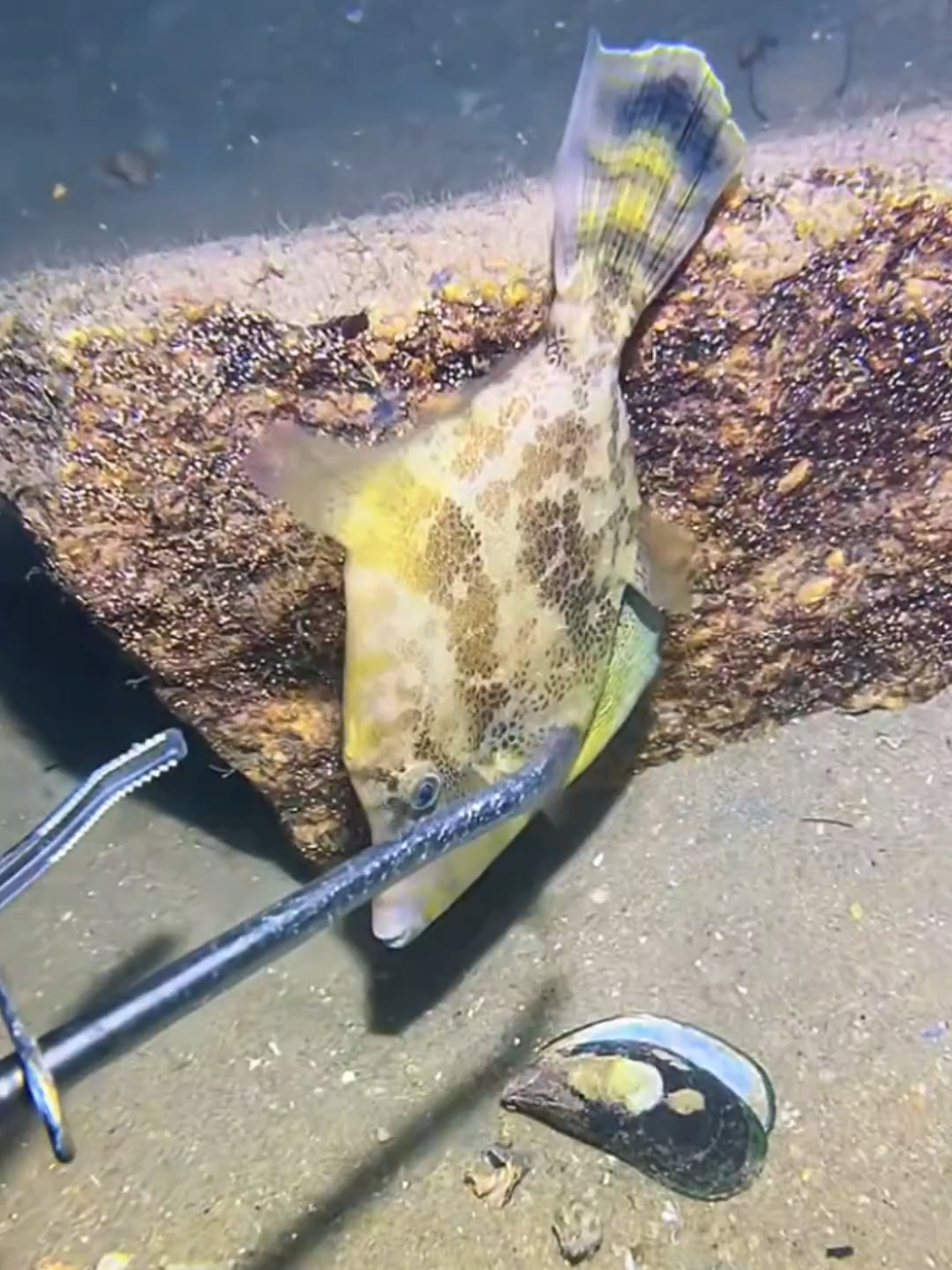 #diving #crab #catchthesea #seaside #seafood #fish #eel #lobster #seangsolofishing