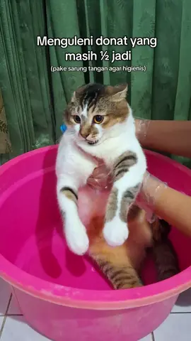 seperti biasa selalu mengamuk #fyp #foryou #fyppppppppppppppppppppppp #masukberanda #anabul #hewanpeliharaan #kucing #kucinggemoy #kucingjantan #pecintakucing #cat #catlovers #cats #pet #pets #petlovers #PetsOfTikTok #kitty #donuts 