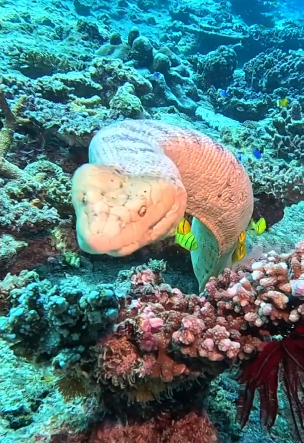 Stokes Sea Snake and its Pilot fish crew. An incredible close up wildlife experience at Lamont Reef in the Southern Great Barrier Reef with Dive Spear and Sport at 1770. Sea snakes can be confident and approach divers but they mean no harm, just stay nice and calm and they will swim off once they’ve checked you out  🎥 IG: @nickleigh78  #seasnake #snake #wildlife #epic #fyp #australia #oceanlife 