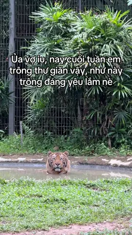 Vk iu đáng iu ghiaaaa #GreenCreator #Vinpearl #VinpearlGolf #VinWonders #WonderSummer2025 #dulich #vinpearlsafari #vinpearlsafariphuquoc #vietnam #phuquoc #dongvat #dulichPhuQuoc #pantheratigris99 #hổ 