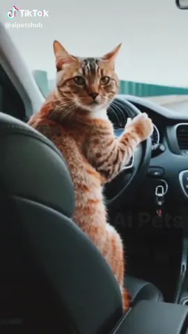 Mèo lái xe ô tô chở em về sợ lắm nguy hiểm lắm ạ 🤣🤣🤣