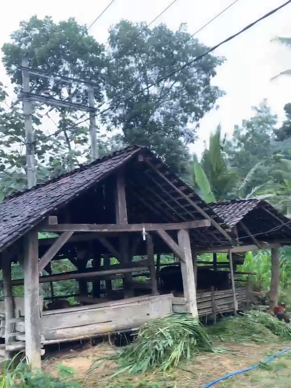 tambahono eneh jal #fyp#fypage  #trending#trenggalek24jam#trenggalek24jam🚀 #masukberanda #xybca #storytime 