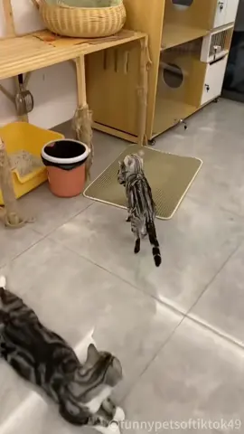 Forgive the mother cat for being a first-time mom! #fyp  #foryou #petlove #cat #catsoftiktok #catlover #funny #funnyvideos #fypage #funnycat #funnytiktok #cats