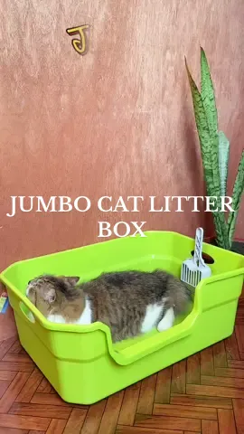 Ang laki ng litter box na’to perfect na perfect para sa mga malalking pusa o di kaya’y maraming maliliit na kuting na gudto niyo na isa lang litter box nila! 🥰#jumbocatlitterbox #catlitterbox #xlcatlitterbox #litterbox #litteboxforcats #catlitter 