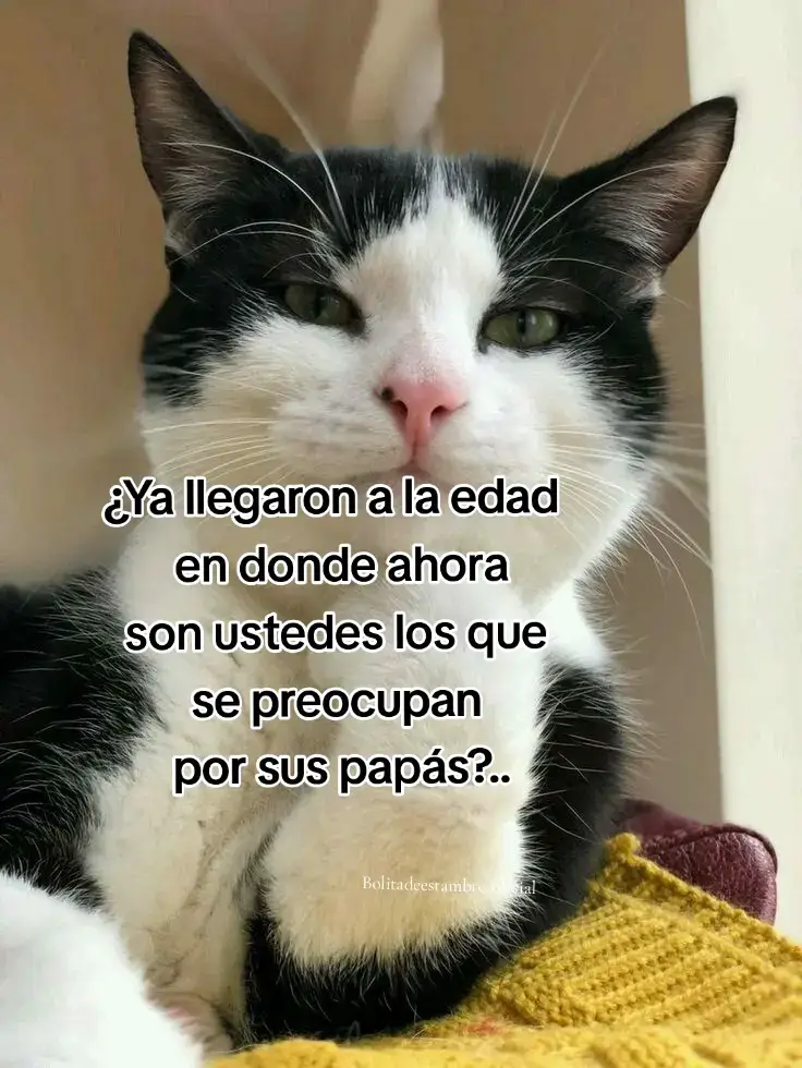 . #bolitadeestambre_oficial #cositasde_michis #michis #cositasGraciosas #graciasXseguirEsteperfil_loco 