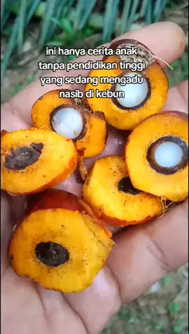 #patenisawit #fvpシ 