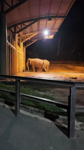 8 Jun - Siapa nama Mala dekat sini? Mesti kuat merajuk juga kan macam gajah. Beginilah keistimewaan yang dibawakan di Night Safari, Zoo Melaka Ayer Keroh sempena Melaka Bila Larut Malam di mana pengunjung bukan sahaja boleh melihat gajah tetapi mendekati, memberi makan serta mempelajari cara hidup haiwan ini khususnya pada waktu malam. Semuanya hanya dengan kadar bayaran RM10 sahaja. Berbaloi kan? 🎥 Hasbullah Azhar #nightsafari #MPHTJ #melakanightlife #bilalarutmalam #melakabilalarutmalam #zoomelaka #melakahariini #mhi #melakatv 