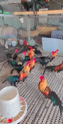 #hen #mom #lovely #animals #catsoftiktok #eating 