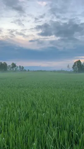 This morning I woke up early. And felt a quiet call — to step outside and dissolve into space. In that stillness, I felt it — the Holy Spirit. Present, alive, breathing. On this sacred day, I send you a piece of that morning — its purity, its silence, its lightness and flight… 🕊️🌿☀️ #троица #утро #святойдух #holyspirit #dawnmagic #purepresence #shamanicmorning #голостишины #светвнутри #shamanicjourneywithsnezhana #forestnymph #forestpriestess 