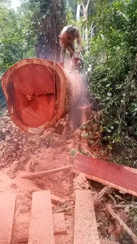 #treecut 