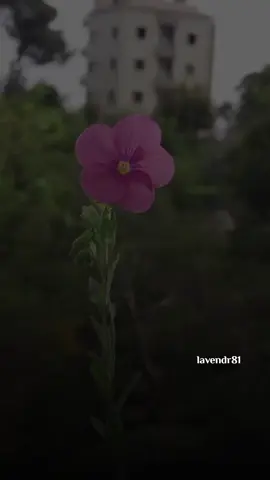 تضحك حياتي دوم ماتحب الزعل😍