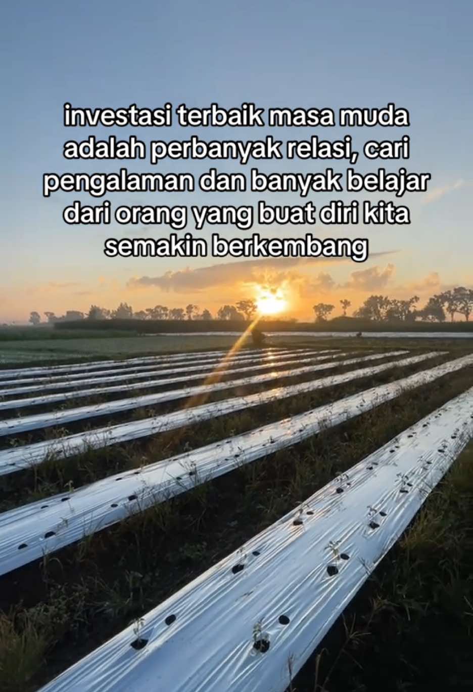 dan guru terbaik itu adalah orangtua kita sendiri🤍🫶🏻#petanimuda #pertanianberkelanjutan #petanimodern #krisisiklim #tomatservo 