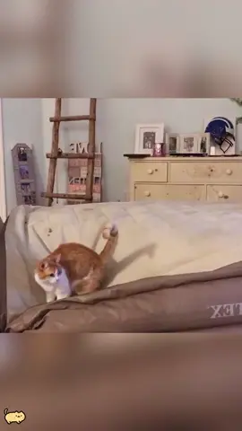 Cats fly into space #cat #cute #funny #happy #lovely #kittens 