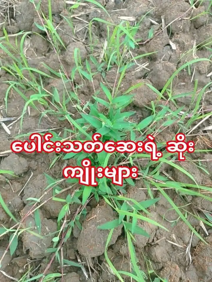 ပေါင်းသတ်ဆေး  အသုံးပြုခြင်းကြောင့်  စိုက်ပျိုးမြေ၊  သဘာဝပတ်ဝန်းကျင်နှင့် သက်ရှိ ဂေဟ စနစ် အတွက်  မည်သို့မည်ပုံ မည်မျှ ဆိုးကျိုးများသက်ရောက်မှုရှိစေနိုင်သည်  ကို မျှဝေပေးသွားမည်  ဖြစ်ပါသည်။  လေ့လာဆန်းစစ်ချက်များအရ ပေါင်းသတ်ဆေးသုံးစွဲ သည့်  စိုက်ပျိုးမြေဧရိယာ၏ - ၆၃% မှာ အဏုဇီဝသက်ရှိတွေပါဝင်မှုလျှော့နည်းလာ သည် - ၈၂% ဟာ မြေညံံ့များဖြစ်လာသည်။ - ၈၀% ဟာ မြေအစိုဓါတ်ထိန်းနိုင်စွမ်းအားကျလာသည်။ - ၈၅% မှာ    မြေဆွေးဓါတ်လို့ခေါ်တဲ့   Organic matter  ပါဝင်မှု လျှော့နည်းလာသည်။  - လူ၊ တိရစ္ဆာန်နဲ့  ငါးတွေ  အဆိပ်သင့်မှုက ၉၈% ရှိသည် - မြစ်ချောင်းနဲ့       မြေအောက်ရေမှာ    ပေါင်းသတ်ဆေး  အဆိပ်သင့်ခြင်းက ၅၆% ရှိသည် - သစ်ပင် ၊    ခြုံပင်တွေ  လျော့နည်းတာကြောင့် ငှက်တွေ လျော့နည်းသွားတာက ၈၃ % ရှိသည် - ပေါင်းသတ်ဆေး၊   ပိုးသတ်ဆေး၊   မှိုသတ်ဆေးများ တွင် အသုံးပြုသည့်   ကလိုရိုဖီနော    (Chlorophenols) သည် ကင်ဆာဖြစ်စေသည့်  ပစ္စည်းများ၊  လူနှင့် အပင်များ၏ ဗီဇကို  ပြောင်းလဲစေနိုင်သည့်  ပစ္စည်းများအဖြစ်  ကြေငြာခဲ့ပါသည် မြန်မာနိုင်ငံမှာ ပင်တာကလိုရိုဖီနေ(Pentachlorophenol) ပိုးသတ်ဆေးသုံးစွဲခြင်းကို တားမြစ်ထားပါသည်။ သို့သော် ဆိုင်တော်တော်များများမှာ ဆက်လက်ရောင်းချ နေသည်ကိုတွေ့ရပါသည်။ လက်ရှိမြန်မာနိုင်ငံမှာ    အဓိကသုံးနေသည့် Glyphosate  ပေါင်းသတ်ဆေးနဲ့ တွဲသုံးသည့် ကပ်ဆေး polyethoxylated tallowamine      ( POEA )         က glyphosate    ကို    အရွက်တွေပေါ်မှာ  တွယ်ကပ်စေပြီး  အရွက်ရဲ့   ဖယောင်းလွှာကို ဖေါက်ထွင်း ဝင်ရောက်နိုင်ရန် လုပ်ဆောင်ပေးခြင်းဖြစ်ပါသည်။  POEA သည်       ကလေးအသေမွေးခြင်း၊     လမစေ့ဘဲ ကလေးမွေးခြင်း၊ သန္ဓေသားလောင်းရဲ့ ဖြစ်ထွန်းမှုပုံမမှန်ဖြစ်ခြင်း၊     မွေးလာတဲ့ကလေး   ပေါင်မပြည့်ခြင်းများဖြစ်စေ နိုင်သည်ကိုတွေ့ရှိခဲ့ကြပါသည်။  glyphosate   ပေါင်းသတ်ဆေး    ကို လယ်ယာကဏ္ဍမှာ သုံးနေကျ      နှုန်းထားထက်   လျော့နည်းသုံးစွဲသည့်တိုင်  လူတွေအတွက်    အဆိပ်ဖြစ်စေနိုင်သည်ကို  တွေ့ရှိရပါ သည်။ ထို့အပြင် ပဲပုပ်၊ အယ်ဖါဖါ၊ ပြောင်ဖူး၊ မြက်ခင်းနဲ့ ဥယျဉ်ခြံပင်များတွင် ဓါတ်ကြွင်းအဖြစ်ကျန်ရှိနေသည့်  glyphosate ဟာ    လူ့အတွက်  အဆိပ်သင့်စေပါသည်။   သေဆုံးသည်အထိ ဖြစ်နိုင်ပါသည်။ ထို.အပြင် မုန်လာဥနီ၊ ဆလပ်ရွက်တွေမှာ    သူ့ရဲ့ ဓါတ်ကြွင်းတွေ  ဆက်လက်ပါရှိနေတာကိုလည်း တွေ. ရှိရပါ သည်။   Atrazine       ပေါင်းသတ်ဆေသည်       သူချည်းဆိုရင်  အန္တရာယ်သိပ်မရှိသော်လည်း             ကပ်ဆေး (inert material) နဲ့  တွဲလိုက်သည့်အခါ လူတွေမှာ ကင်ဆာဖြစ် စေနိုင်တဲ့      DNA ဗီဇပြောင်းလဲမှုများ    ဖြစ်စေနိုင်သည် ကိုတွေ့ရပါသည်    ။ပေါင်းသတ်ဆေးသည်  ဘာကြောင့် ဘေးအန္တရာယ်  ရှိရသလဲဆိုလာပါက   ပေါင်းသတ်ဆေး တွေဟာ    မြေနဲ့ရေမှာ   အကြာကြီး  တည်ရှိနေနိုင်သော ကြာင့်ဖြစ်ပါသည်။ credit-တောင်သူ့တံတား   Transform Myanmar