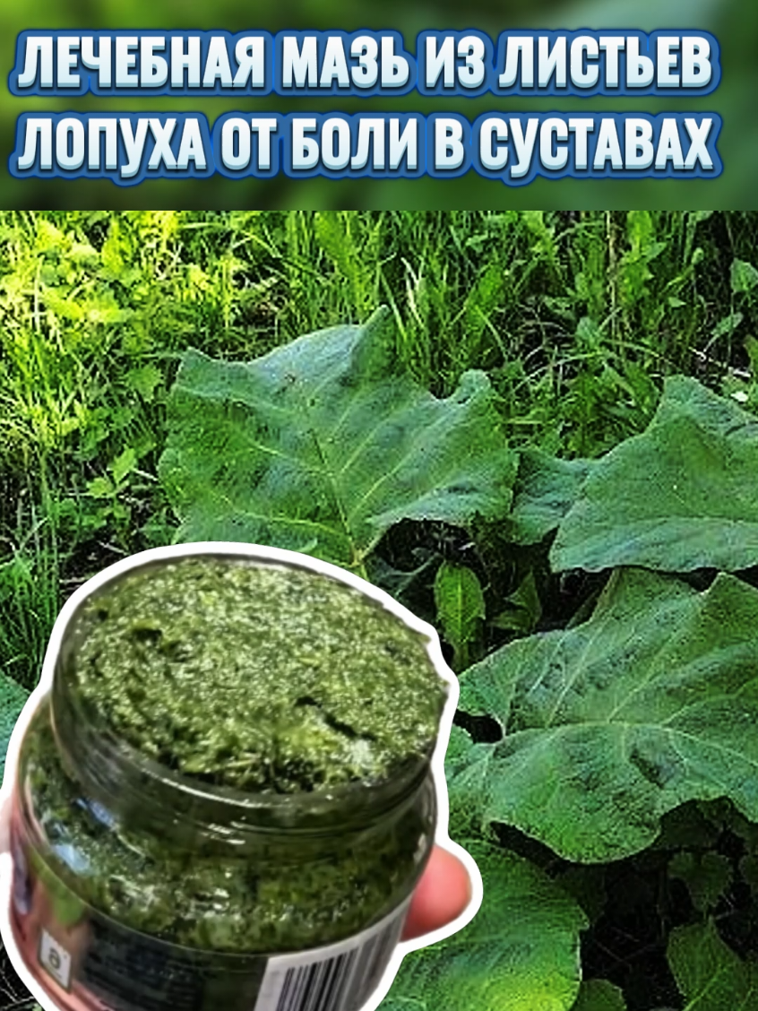 Лечебная мазь для суставов из листьев лопуха#народнаямедицина #самсебедокторвиктор #важнаяинформация #тиктокеркомедии #важнаяинформация #тиктокпропустиврекомендац 