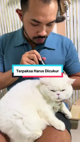Wajib punya satu ini dirumah kalau kucing jamuran jadi gak perlu panik #kucingjamuran #obatjamurkucing #fyp 